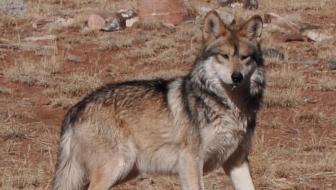 The wolf reintroduction program offers compensation for depredation and for the presences of wolves.