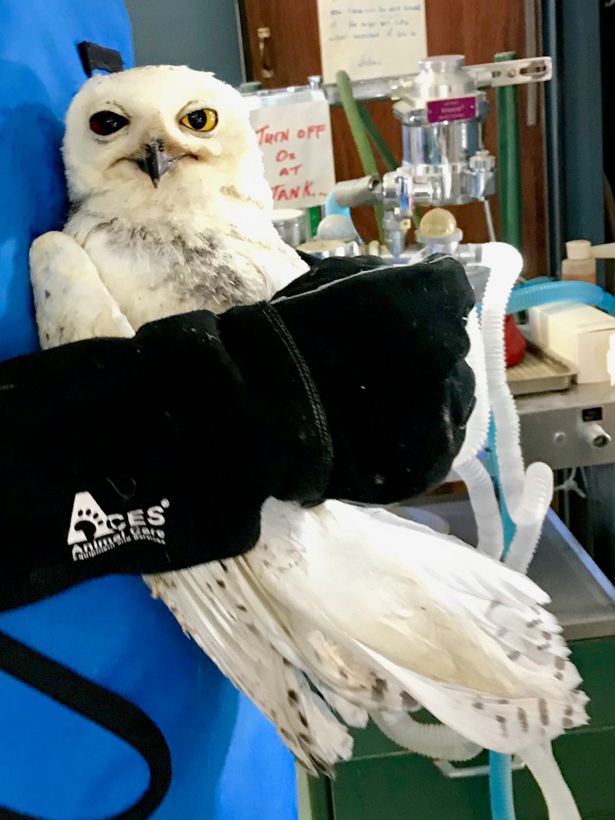 rescue birds louisville rescue birds louisville