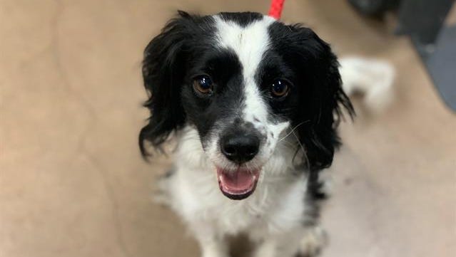 Adopt A Pet Kobe The Dog And More In Phoenix Area Shelters