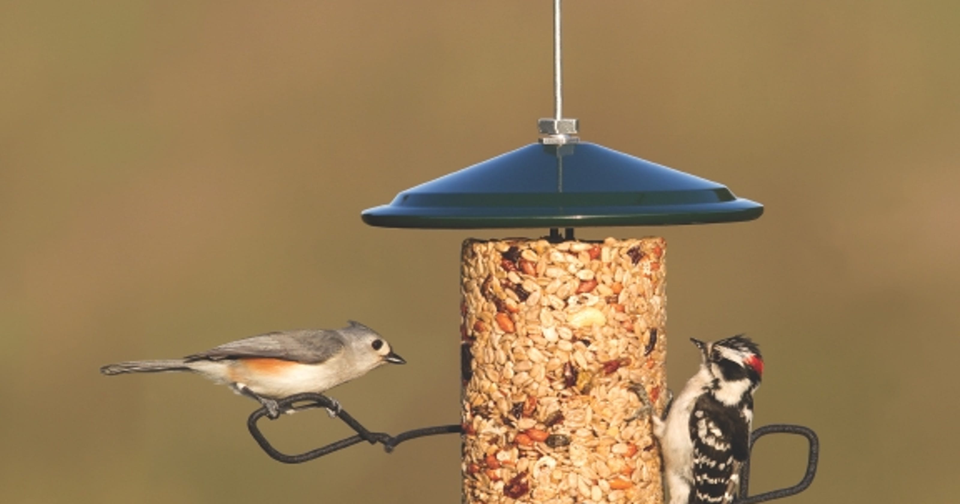 Tips for birdfeeding beginners