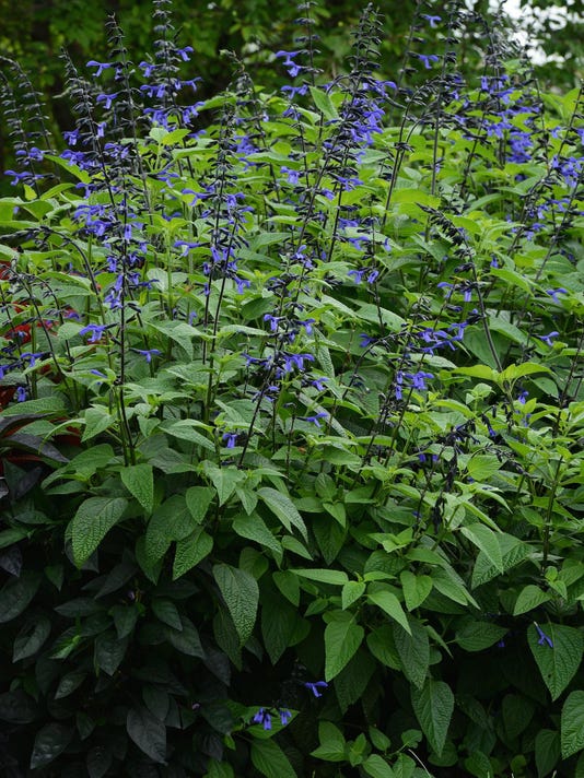 Hoosier Gardener Annual salvias bloom all summer