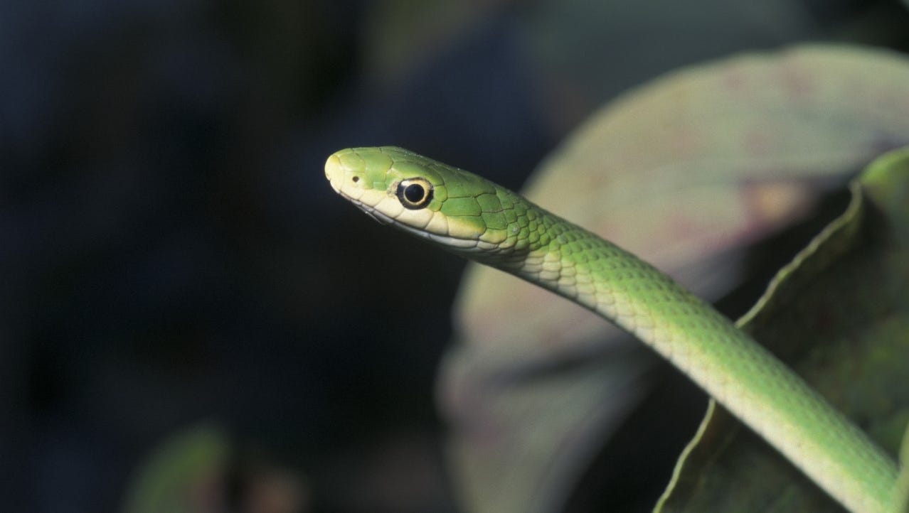 Critter Of The Week Rough Green Snake Critter Of The Week Rough Green Snake