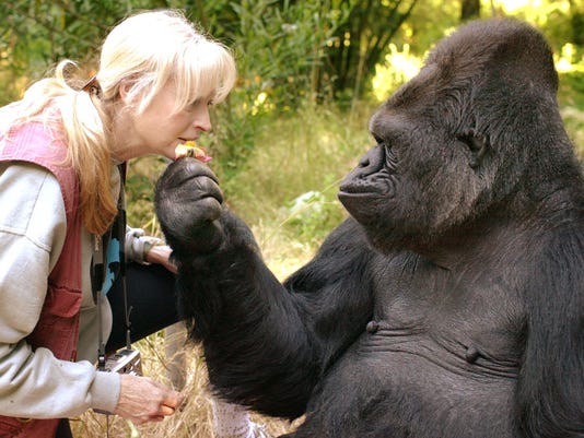 Koko the gorilla learned to sign ‘sad.’ Now she teaches it ...