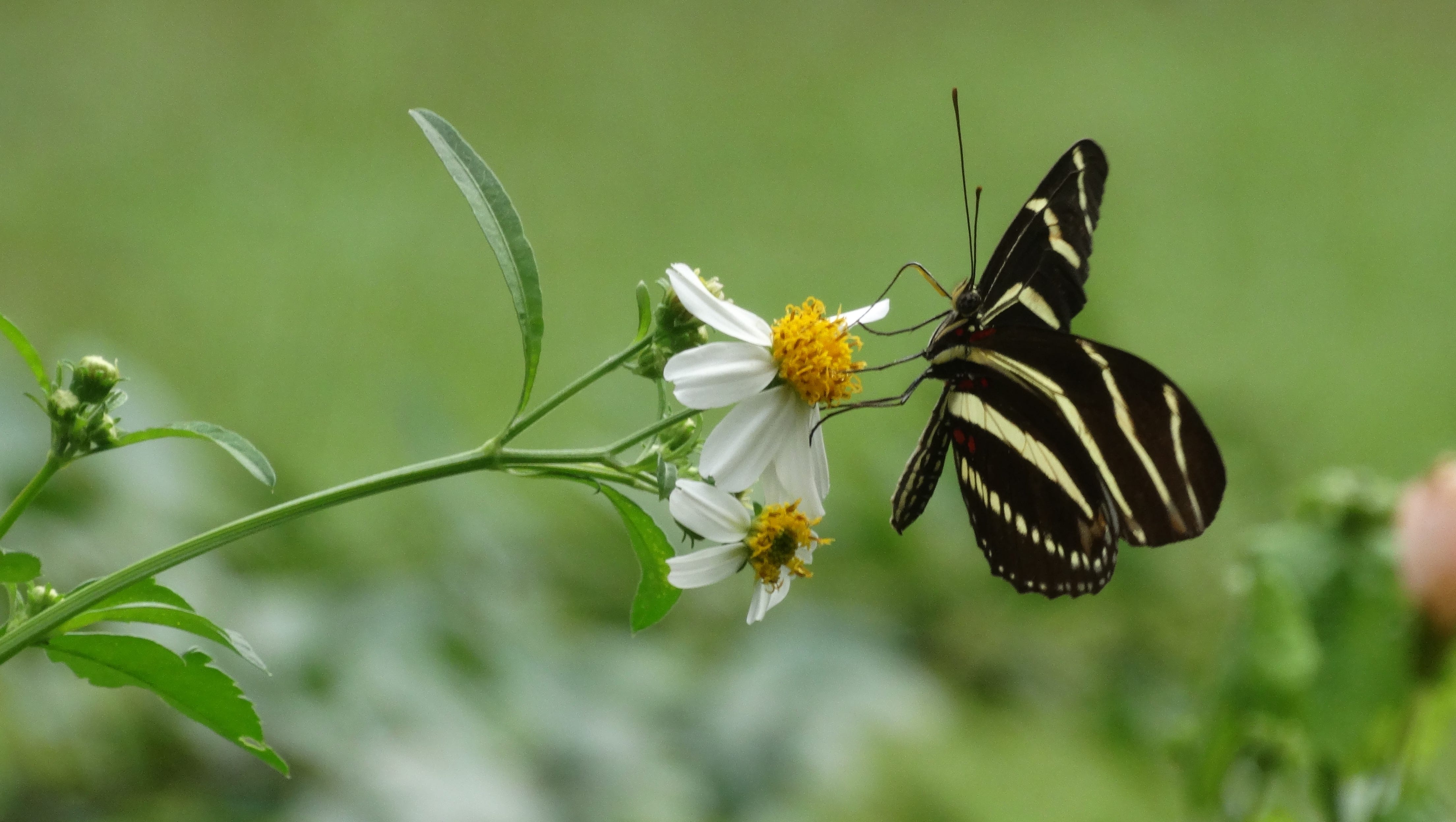 Passionflower is host plant for distinctive zebra longwing