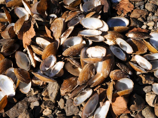 Mussels dying off on Clinch River