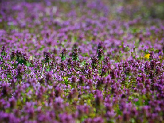 Those Purple Flowers In The Corn Fields Signal A Tough Decision For Farmers