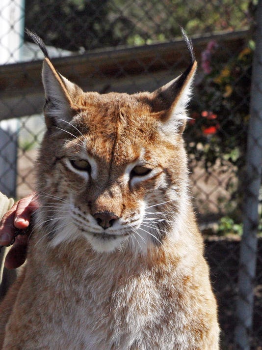 Meet Nadia A Siberian Lynx
