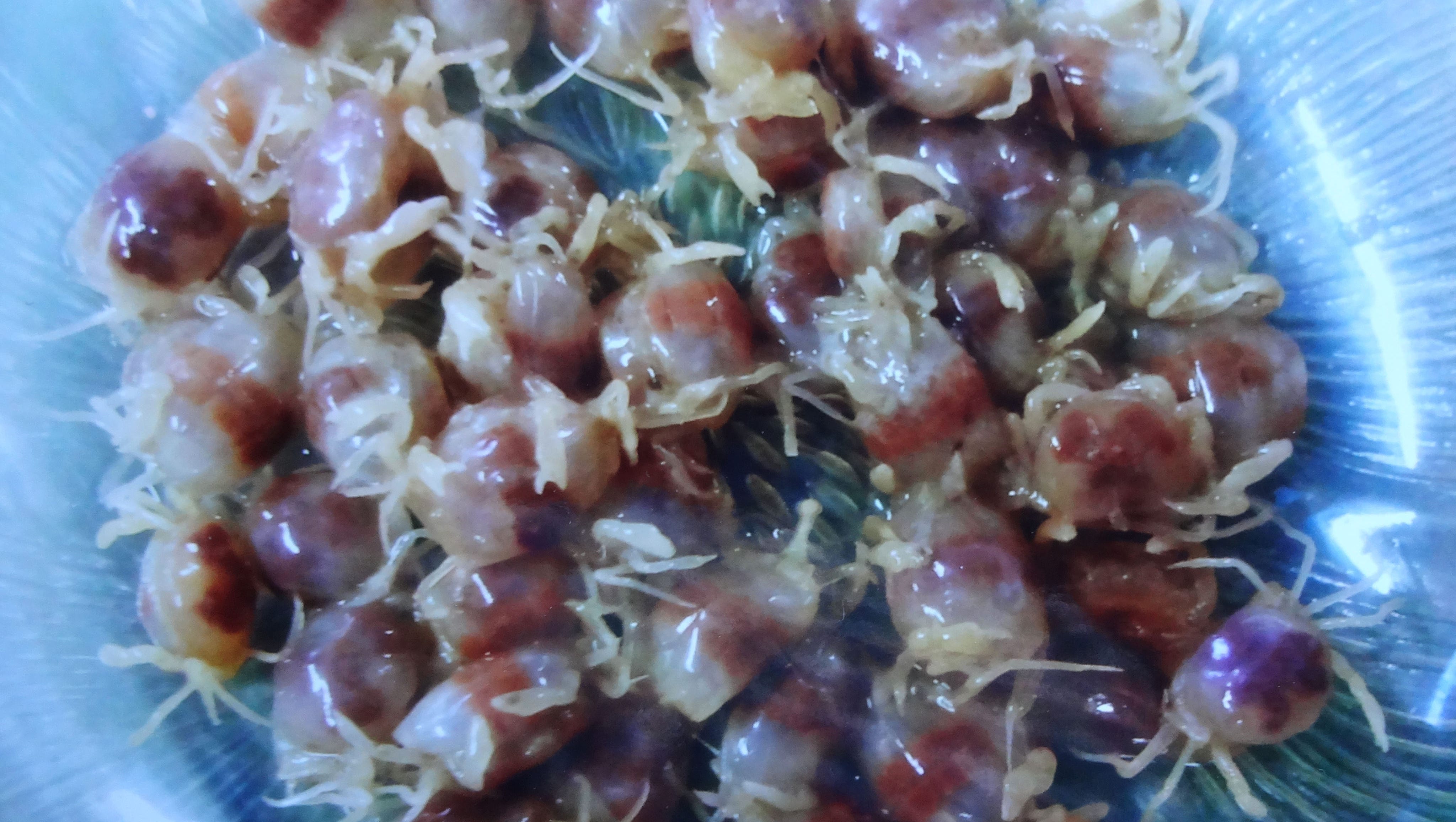 "Oyster crabs" are a Chesapeake delicacy