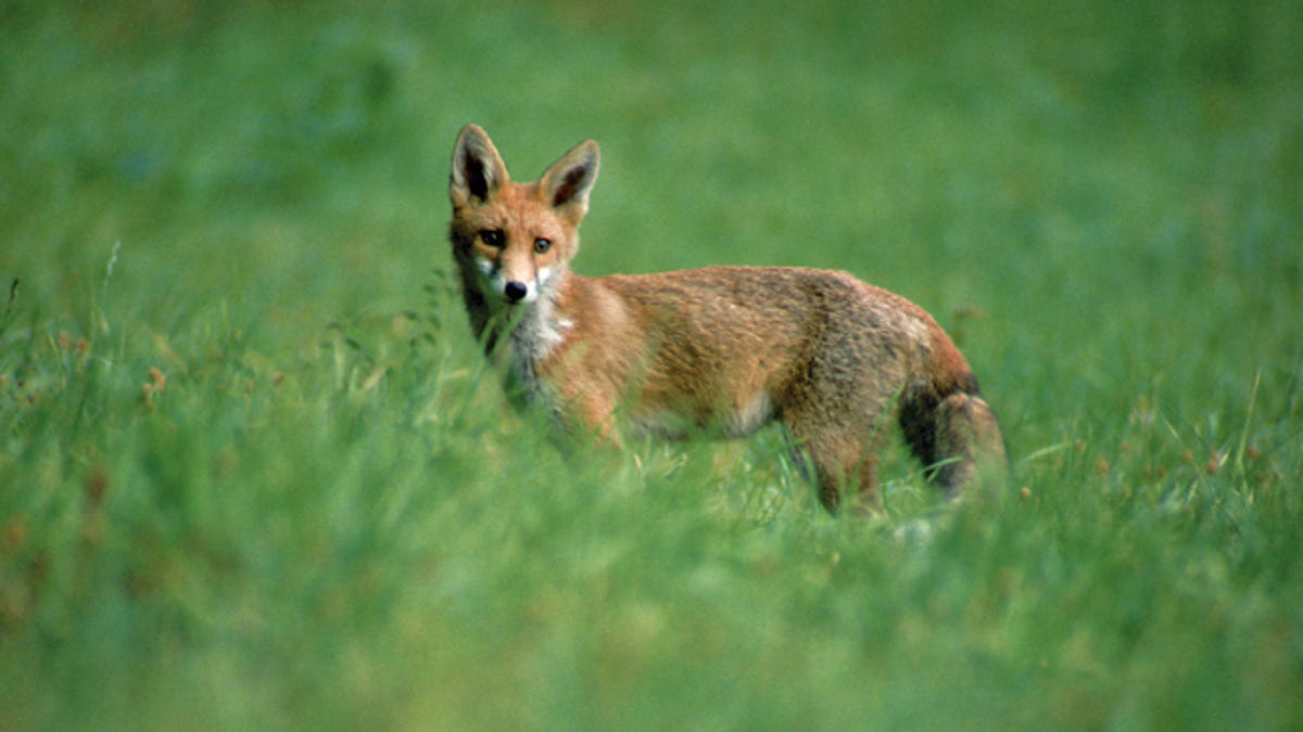 Rabid Fox Bites Las Vegas Woman