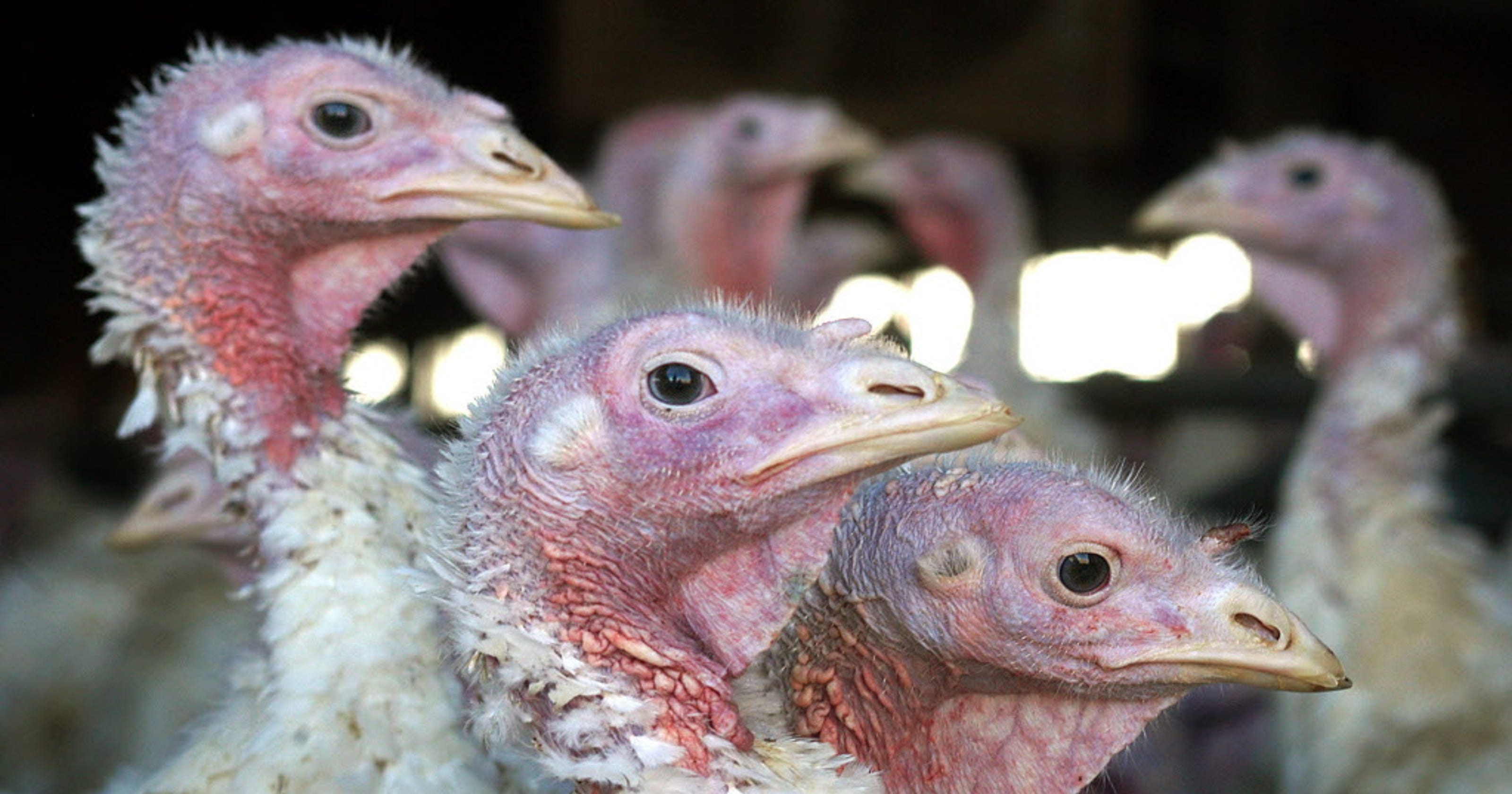 Avian flu crisis grows for poultry producers throughout USA