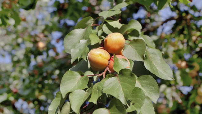 Apricot trees should be pruned in summer.