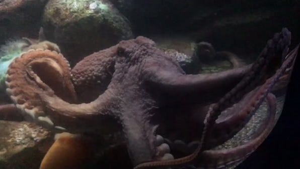 Wow! Check out the Giant Pacific #Octopus @TXStateAquarium with the expansion sometimes we forget about all the other cool stuff #VivaCC