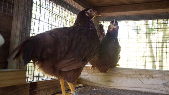 Sentinel chickens used by Delaware Mosquito Control in order to keep track of the West Nile virus.