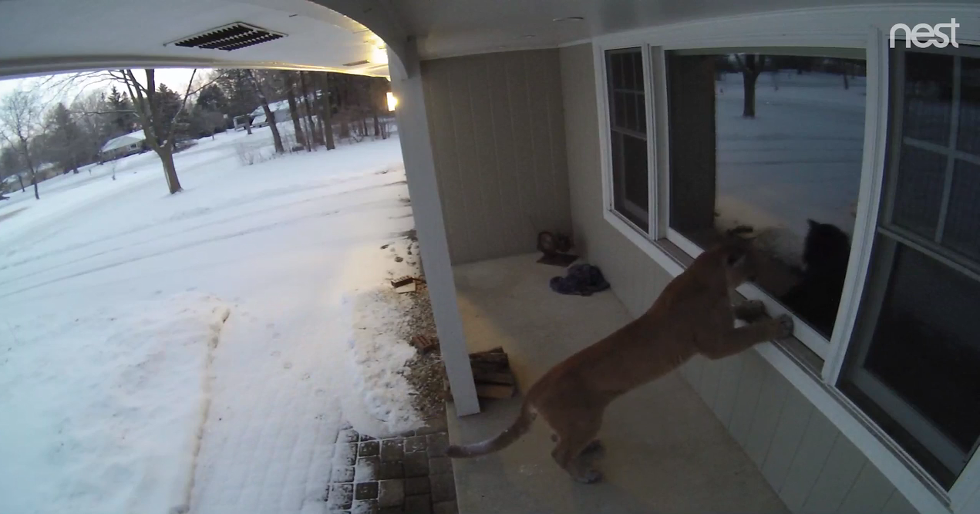 Cougar Sightings In Wisconsin 2023 - kmel3tq