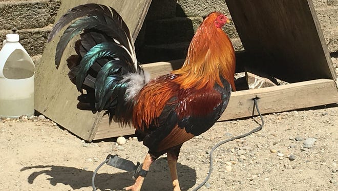 One of the roosters seized during the raid Saturday.