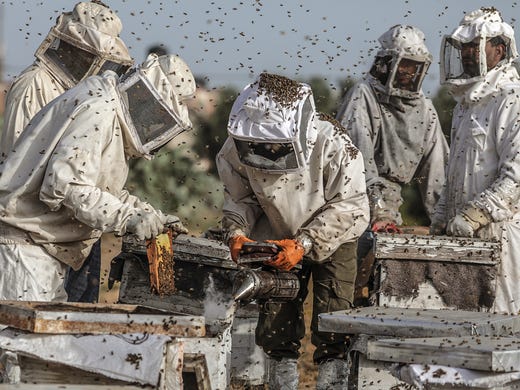 Palestinian beekeepers inspect beehives at the honey-bee