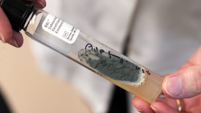 An aspergillus fumigatus mold culture at Vanderbilt's microbiology lab on Oct. 12, 2012, where researchers were growing mold cultures from samples of patients' spinal fluid in attempting to diagnose potential fungal meningitis patients.