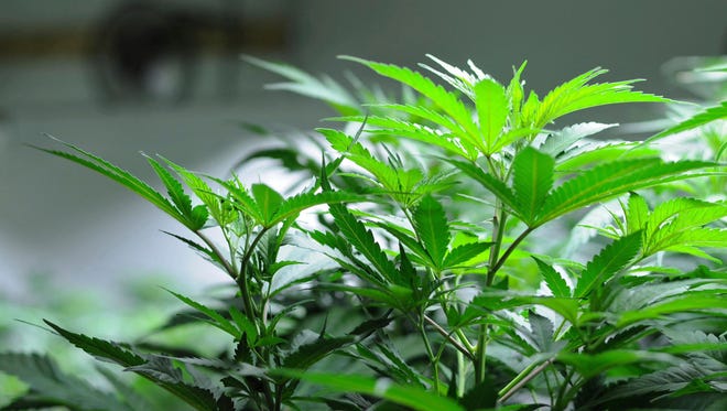 Cannabis plants growing in a cultivation space inside Croy's Enterprises near Soldotna, Alaska.