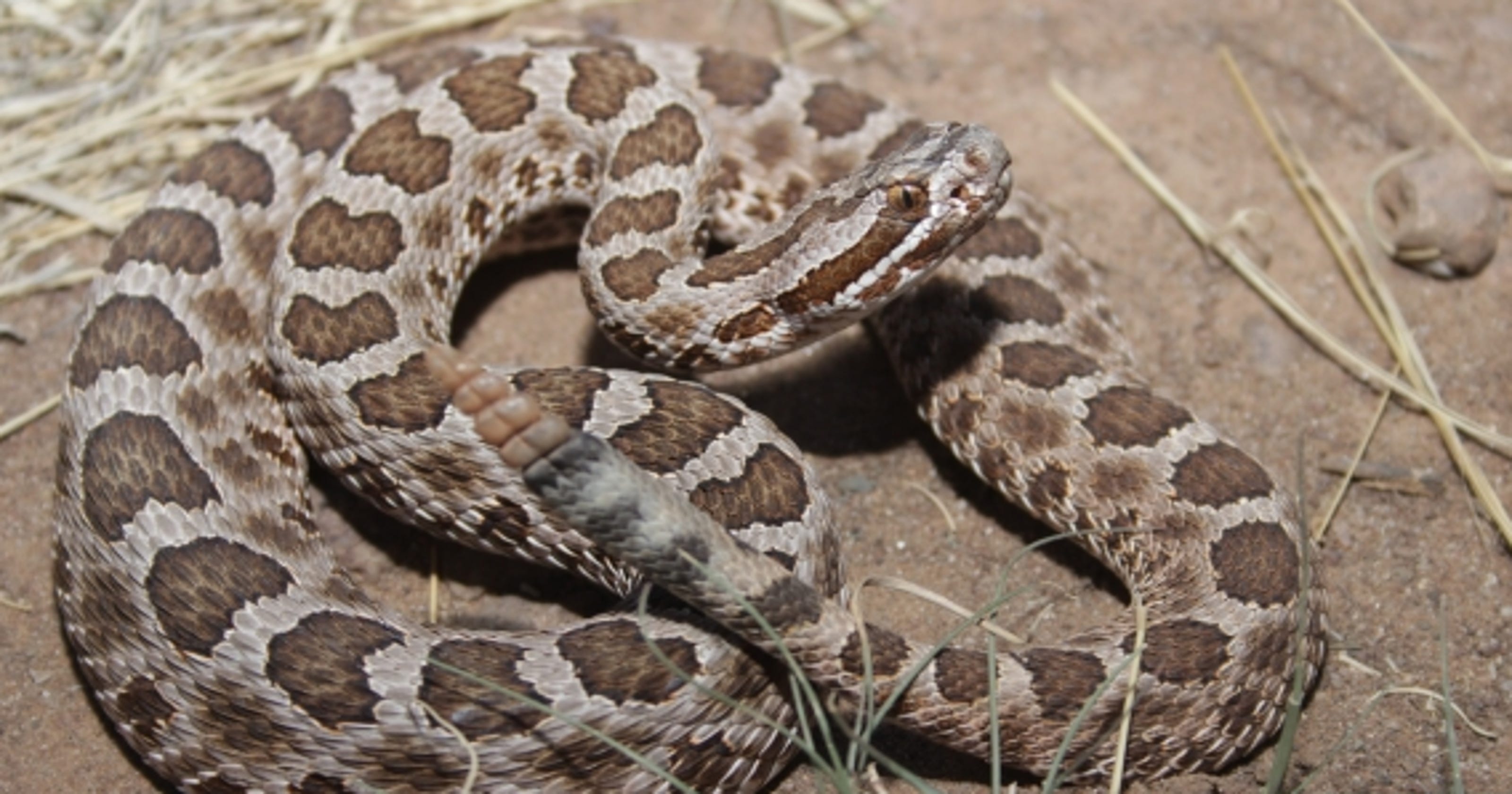 Wild About Texas: Western massaugas are one of the smallest rattlesnake