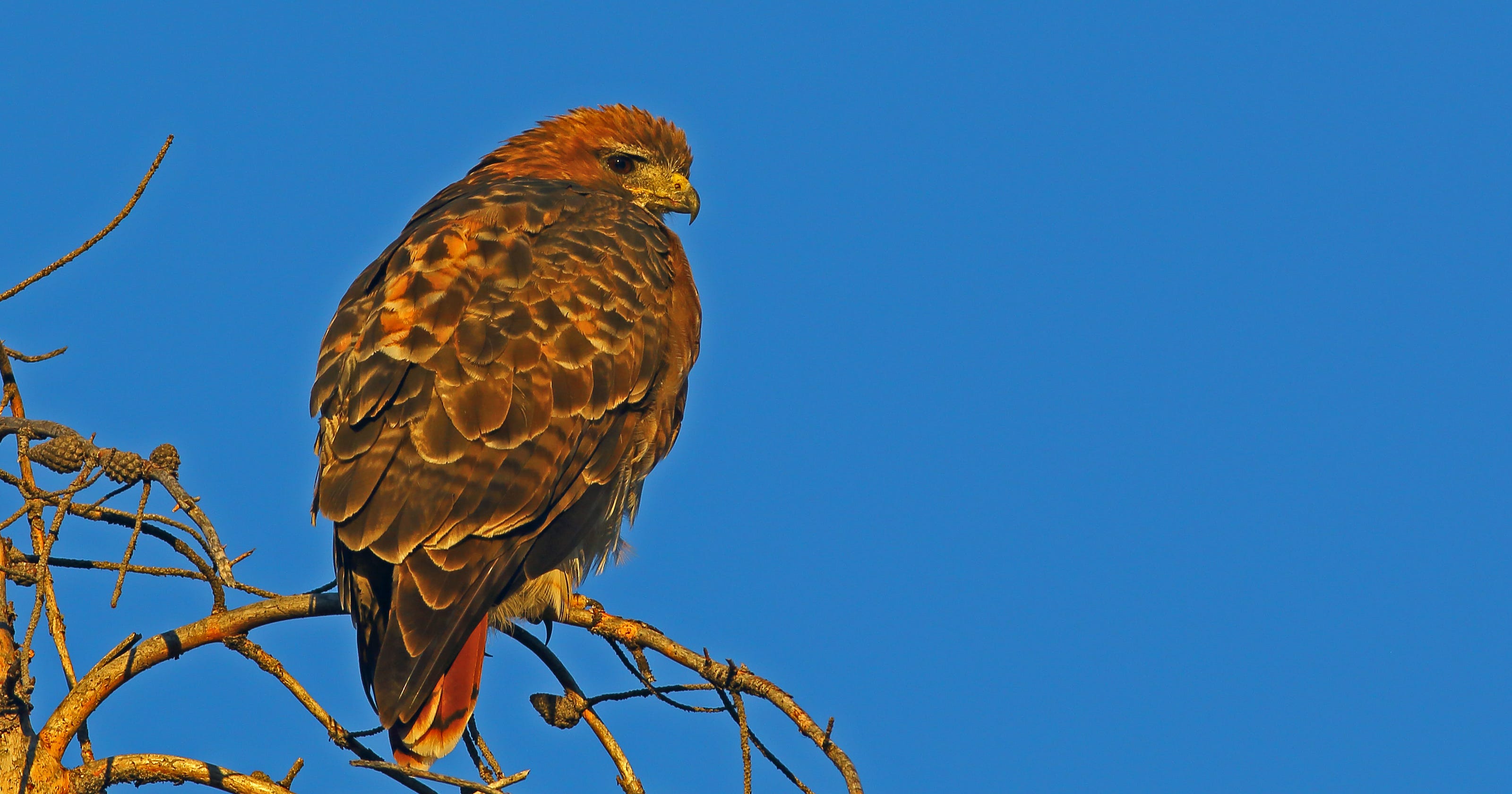 Red-tailed hawks adapt to life in the woods