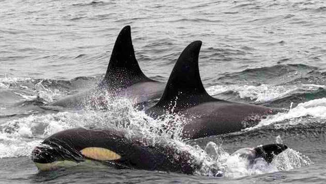 This Monday April 24 photo provided by Monterey Bay Whale Watch shows a pod of orcas in Monterey Bay. Killer whales are on an unprecedented killing spree in the bay, attacking and feeding on gray whale calves, a marine biologist said.