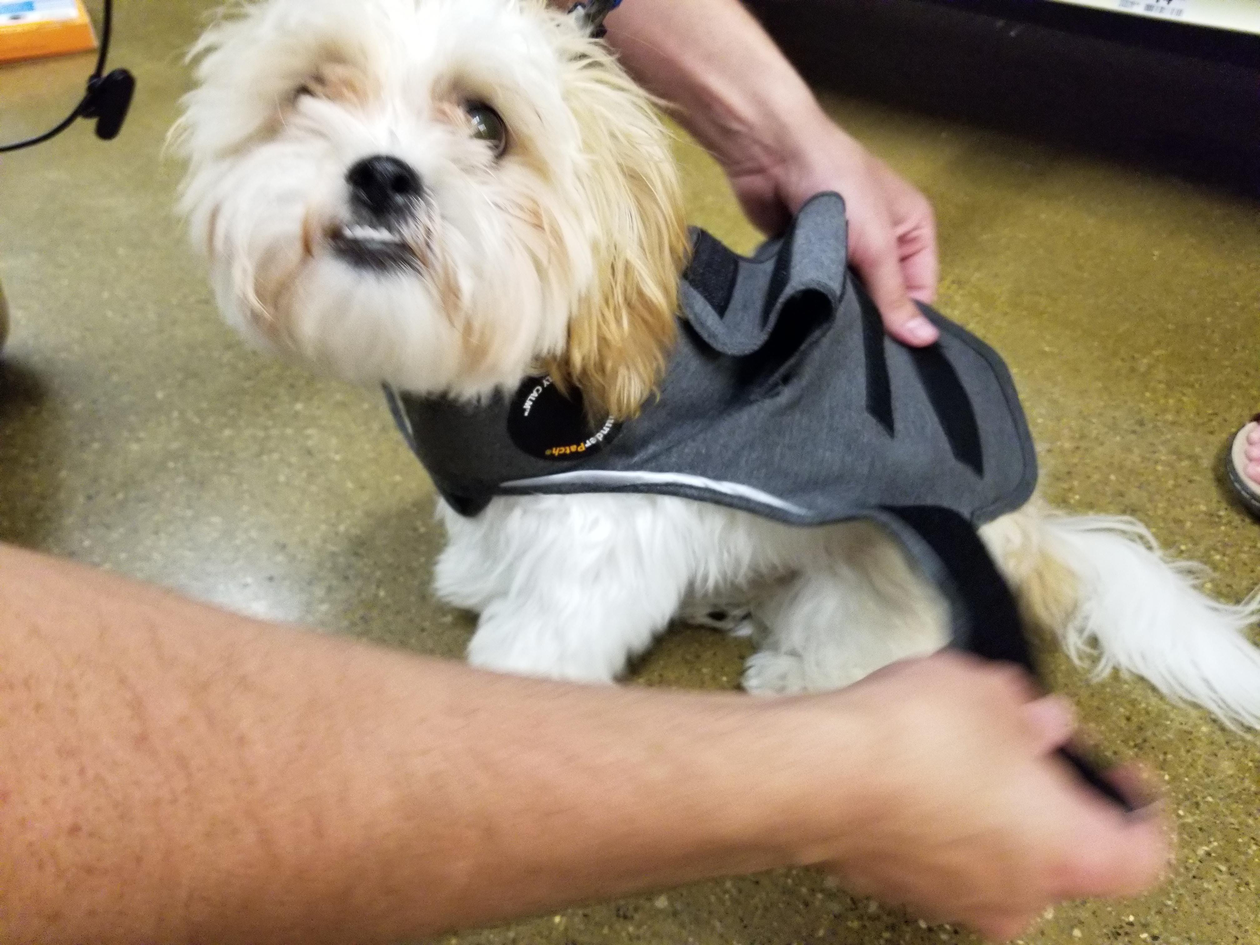 petsmart anxiety vest