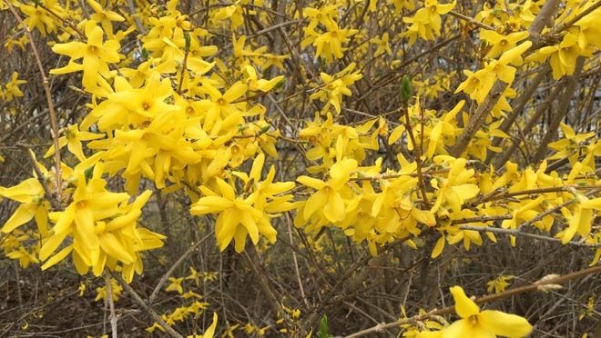 Forsythia is a fast-growing shrub that is a favorite source of nectar for early flying insects.