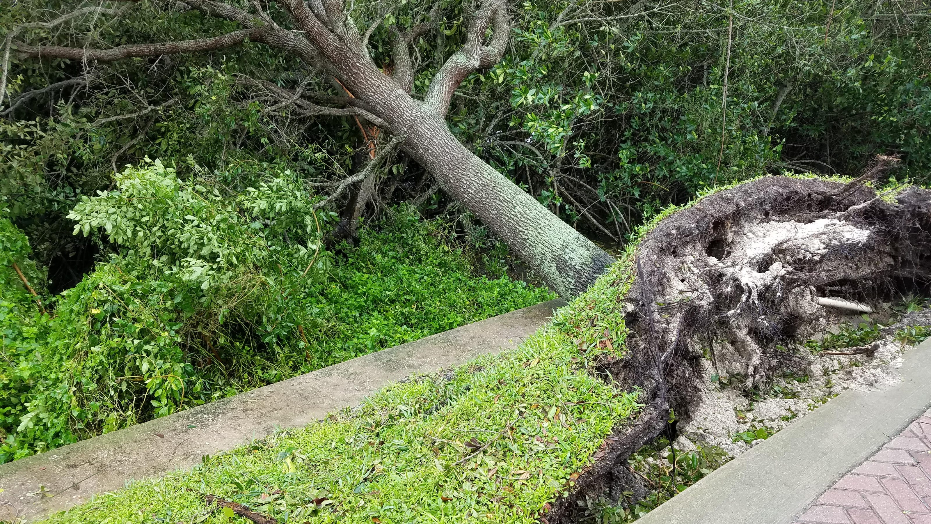 Learn From Matthew Replant Trees The Right Way Learn From Matthew Replant Trees The Right Way