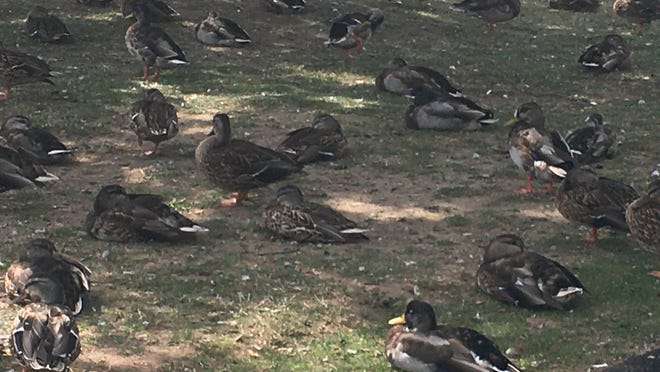 Ducks lounging under the trees at the Howard T. Brown Memorial Park in Norwich. Norwich Public Works is urging people to stop feeding the ducks for health and nuisance reasons.