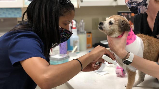 Veterinarian Dr. Linsay Barnes (left) treats the paw of Lola, a terrier mix, with the help of veterinary technician Erin Piccione, at St. Francis Animal Hospital in Augusta.