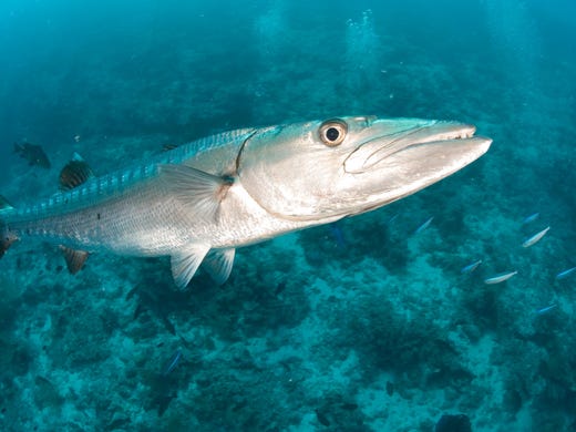 <strong>No. 9: Sisters Rocks - Carriacou. </strong>Situated just 15 minutes by boat from the shore of Carriacou, Sisters Rock is a drift dive site featuring a pair of pinnacles where sharks, turtles and eagle rays swim. The reefs here are protected and covered in soft corals.