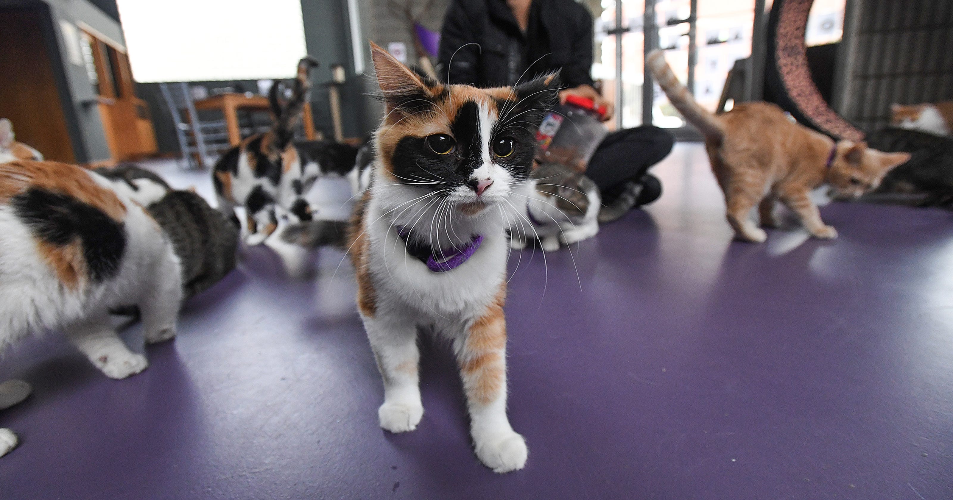 Organic Cat Cafe in Greenville looks for new location Organic Cat Cafe in Greenville looks for new location