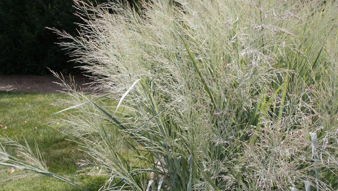 Ornamental grasses offer winter seeds for birds and are best left up for the season.