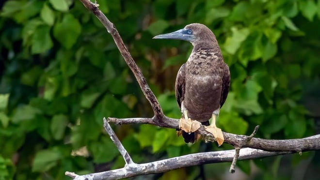 Believed to have been blown inland from the Gulf of Mexico by the recent hurricanes, a brown booby sits on its perch at Nimisila Reservoir south of Akron. It's the first recorded sighting of the sea-going bird in Ohio.