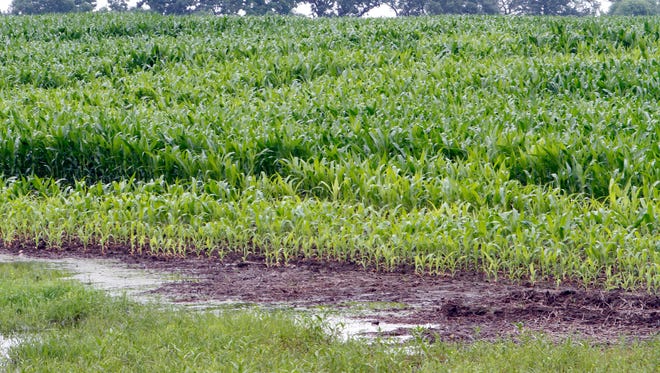 Corn at varying heights grows around wet spots in a field in Waukesha County. Rain last week left water standing across the state in fields with low spots.
