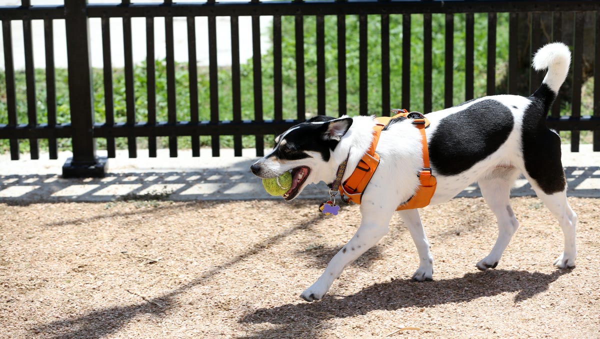 Corpus Christi Water's Edge park utilized by dogs, families