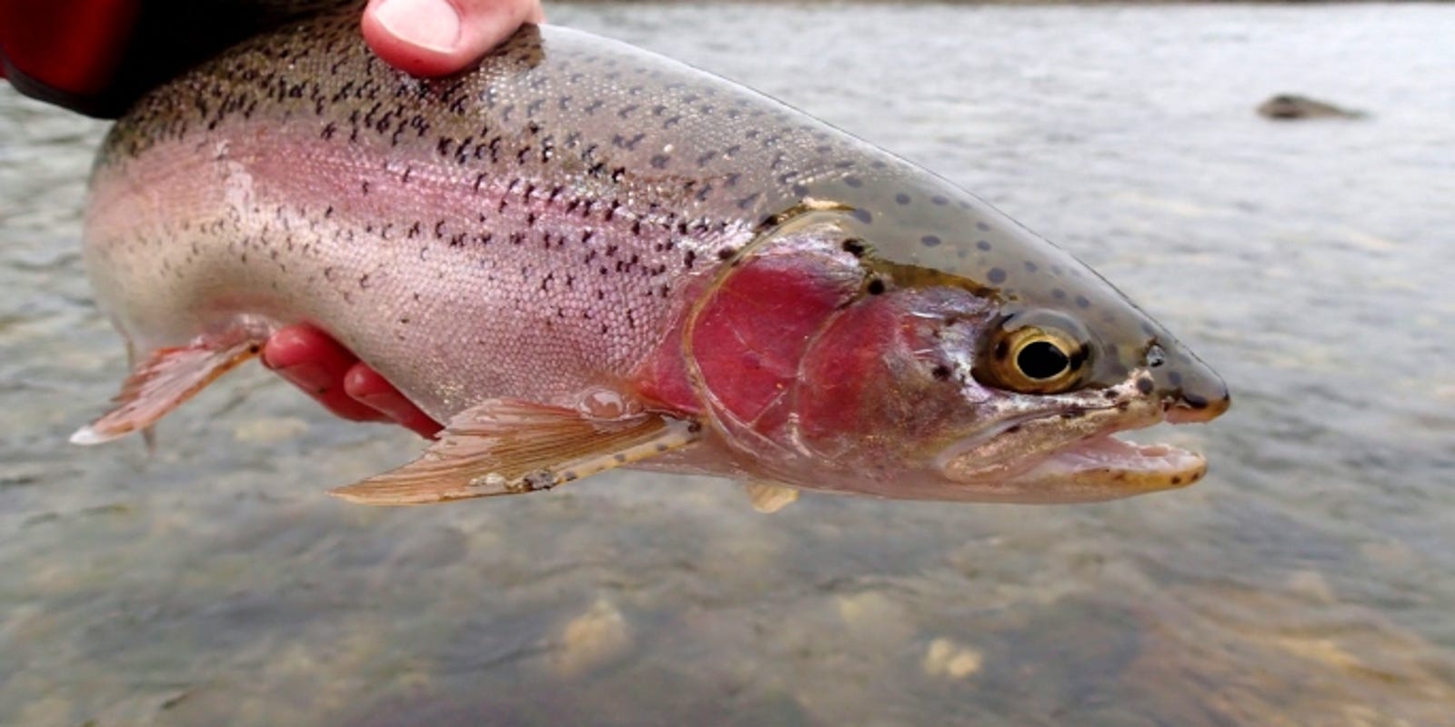 форель радужная астрахань. с обычная форель от радужной. форель свежая. форель радужная чем отличается от обычной форели. горная форель.