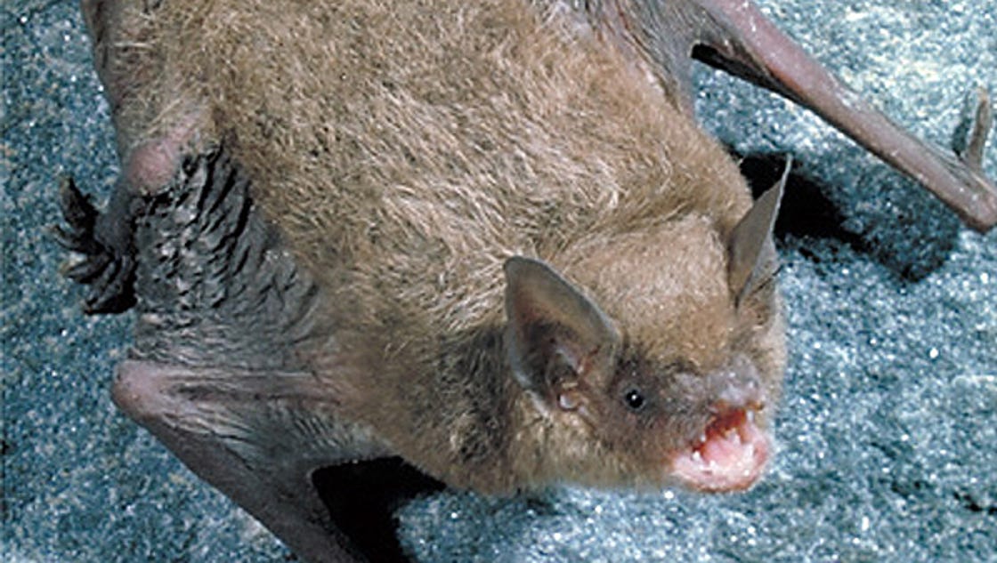 Bats Out People In At Kartchner Caverns Big Room