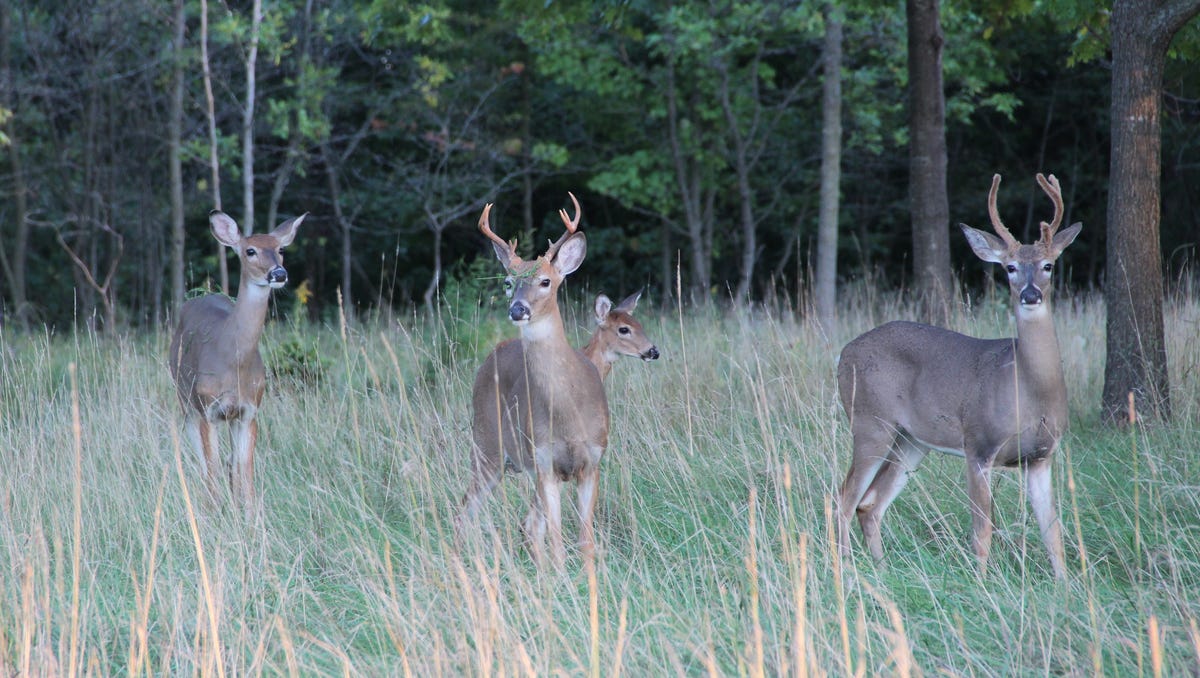 Chronic wasting disease continued to spread and increase in prevalence in 2024 Chronic wasting disease continued to spread and increase in prevalence in 2024