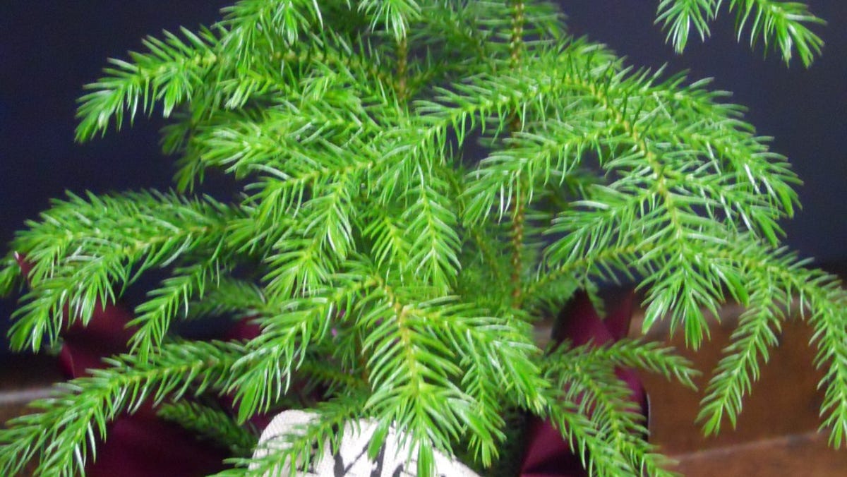 Norfolk Island Pine Makes Unique Houseplant