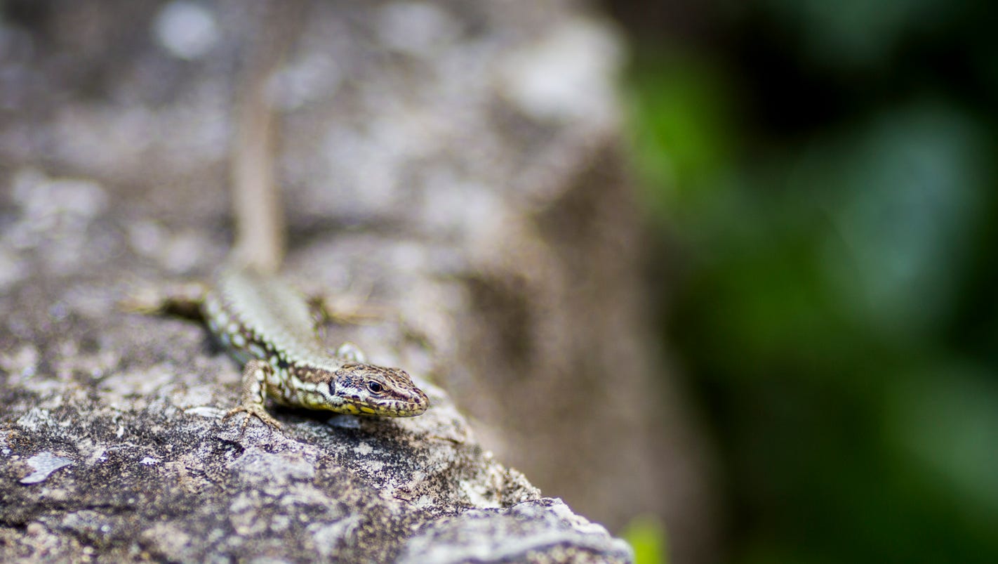 These Lizards Are Just About Everywhere In Cincinnati Heres Why