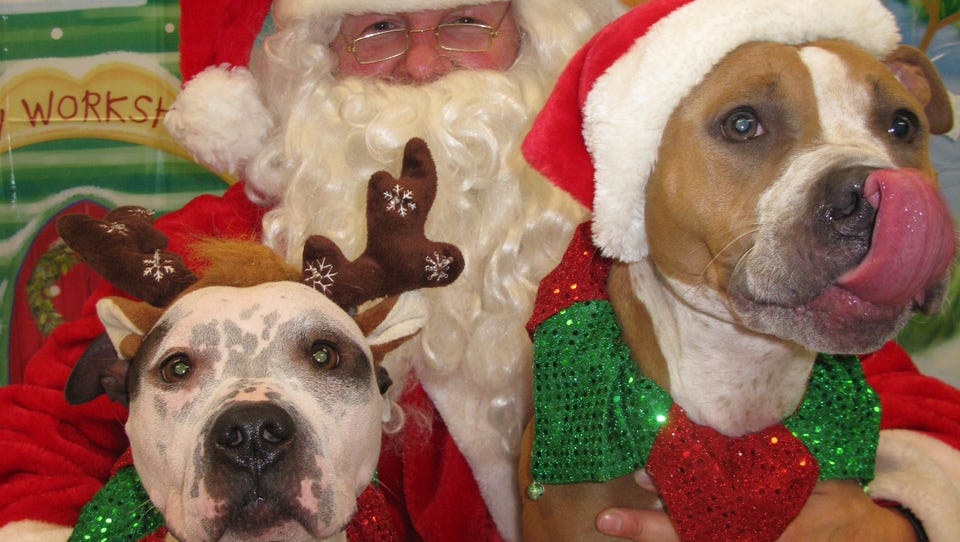 Yonkers Animal Shelter offering free adoptions