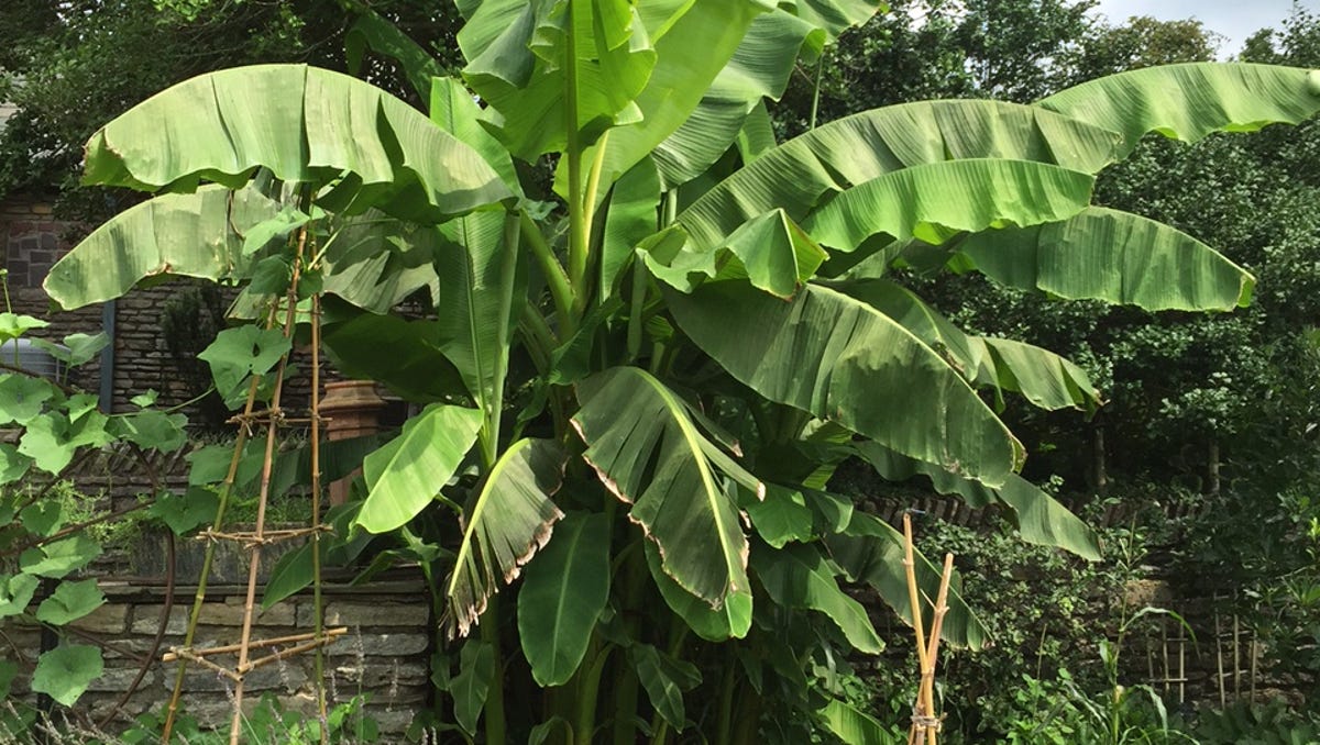 Cold Hardy Banana Makes A Show In Summer Gardens