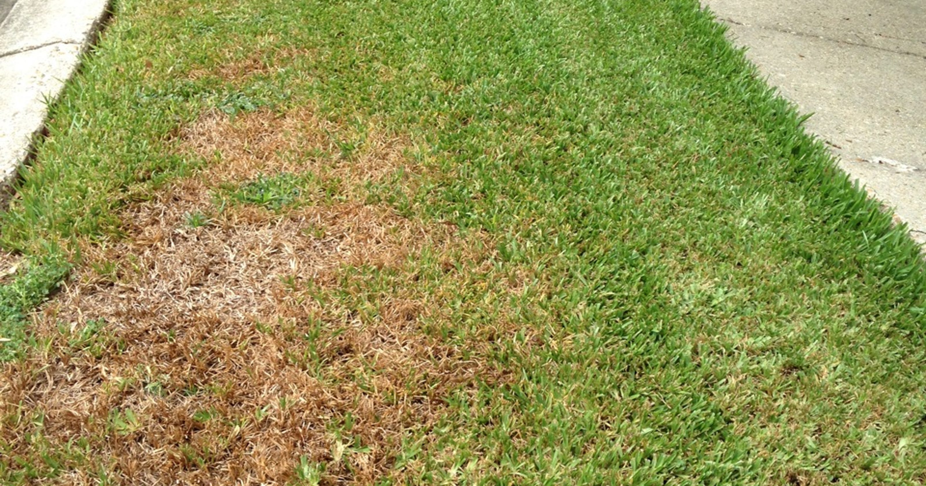 Gardening Is your lawn turning yellow?