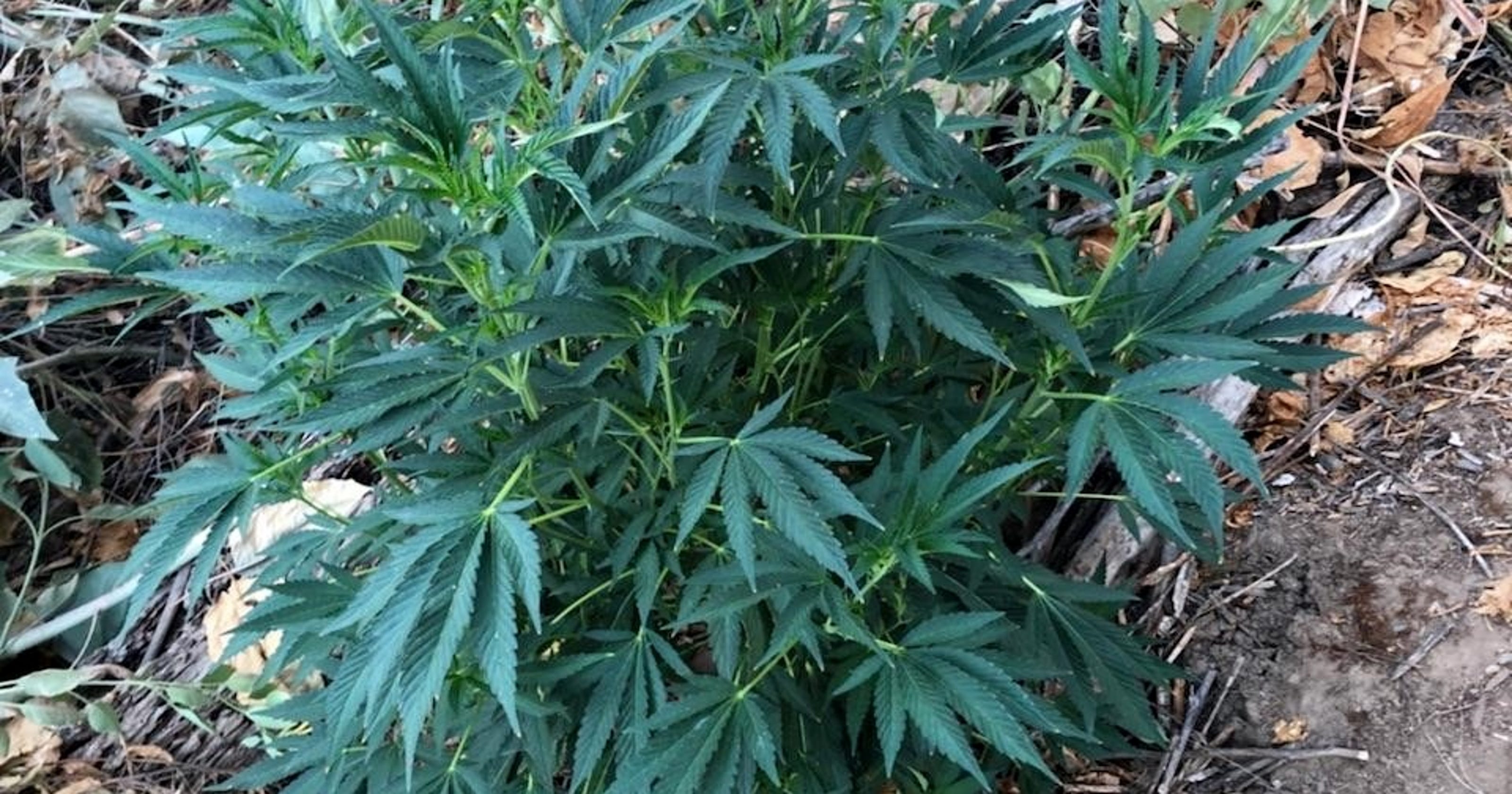 Detectives discover 21,000 marijuana plants near Three ...
