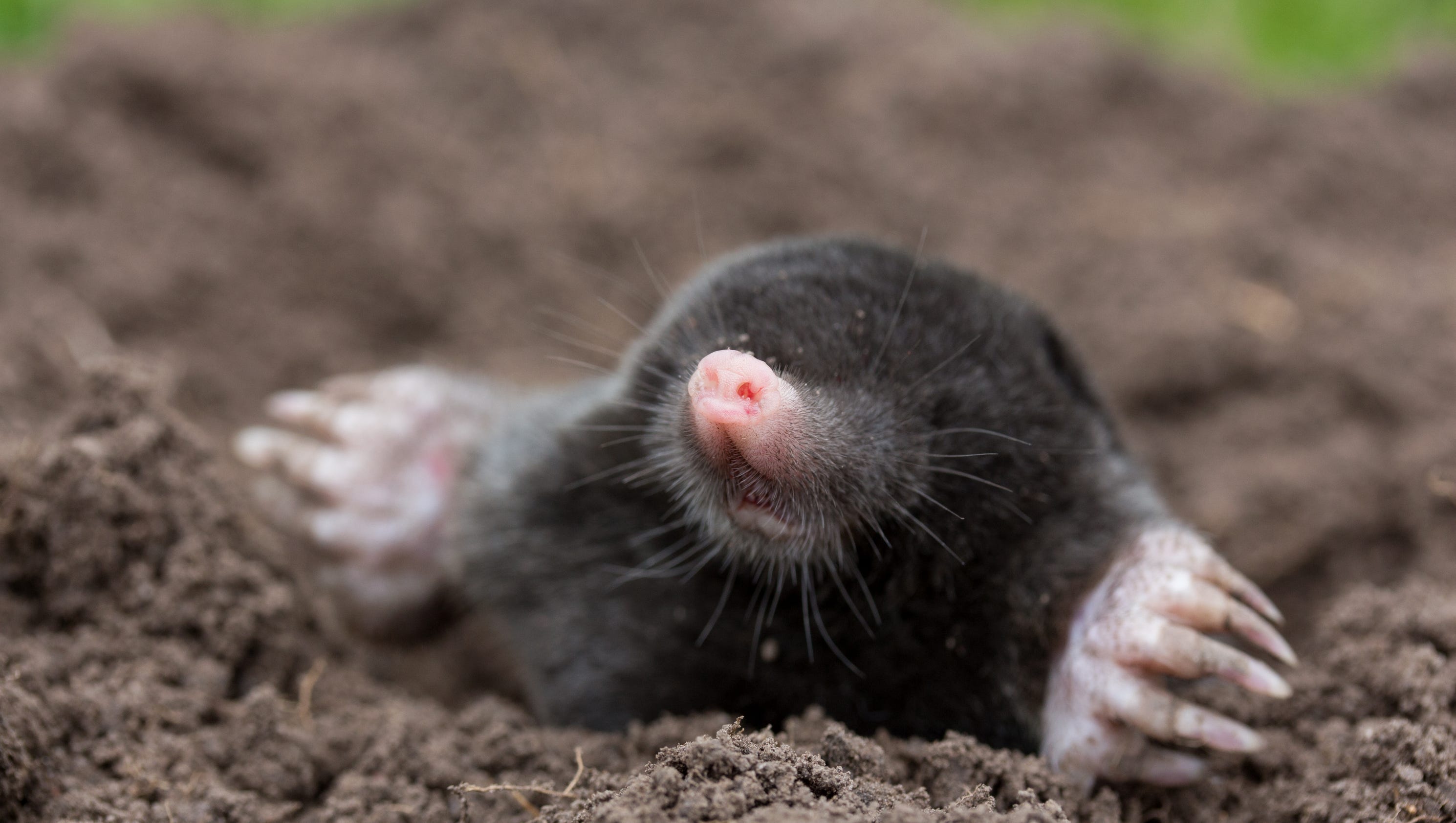lawn-moles-how-to-deal-with-them