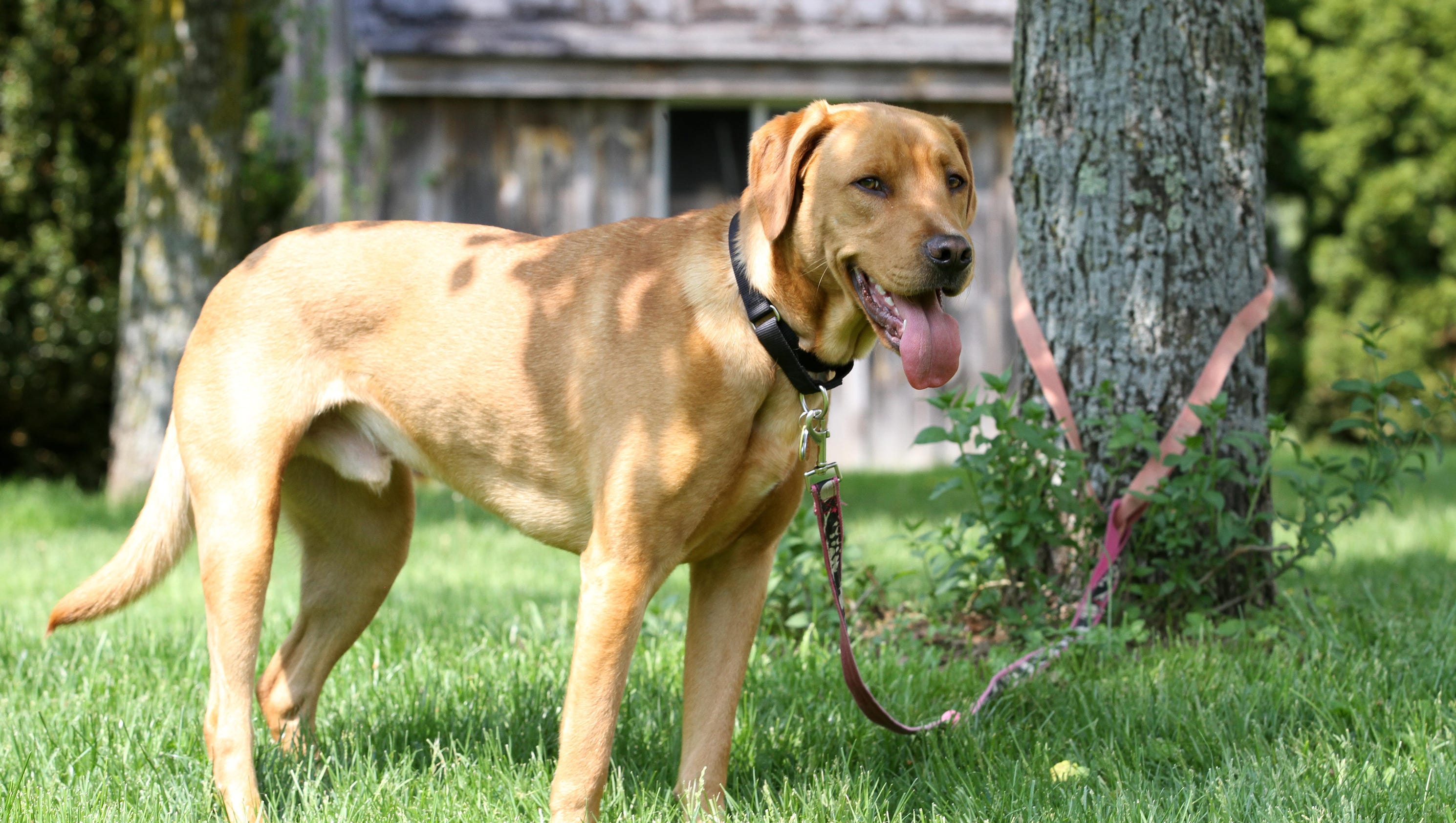 Dog tether laws How they vary in New York