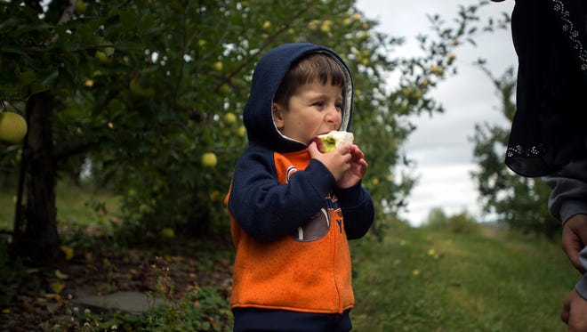 Vindar Taha, 2, of Endwell, enjoys a freshly picked apple Thursday  at Apple Hills in Binghamton.