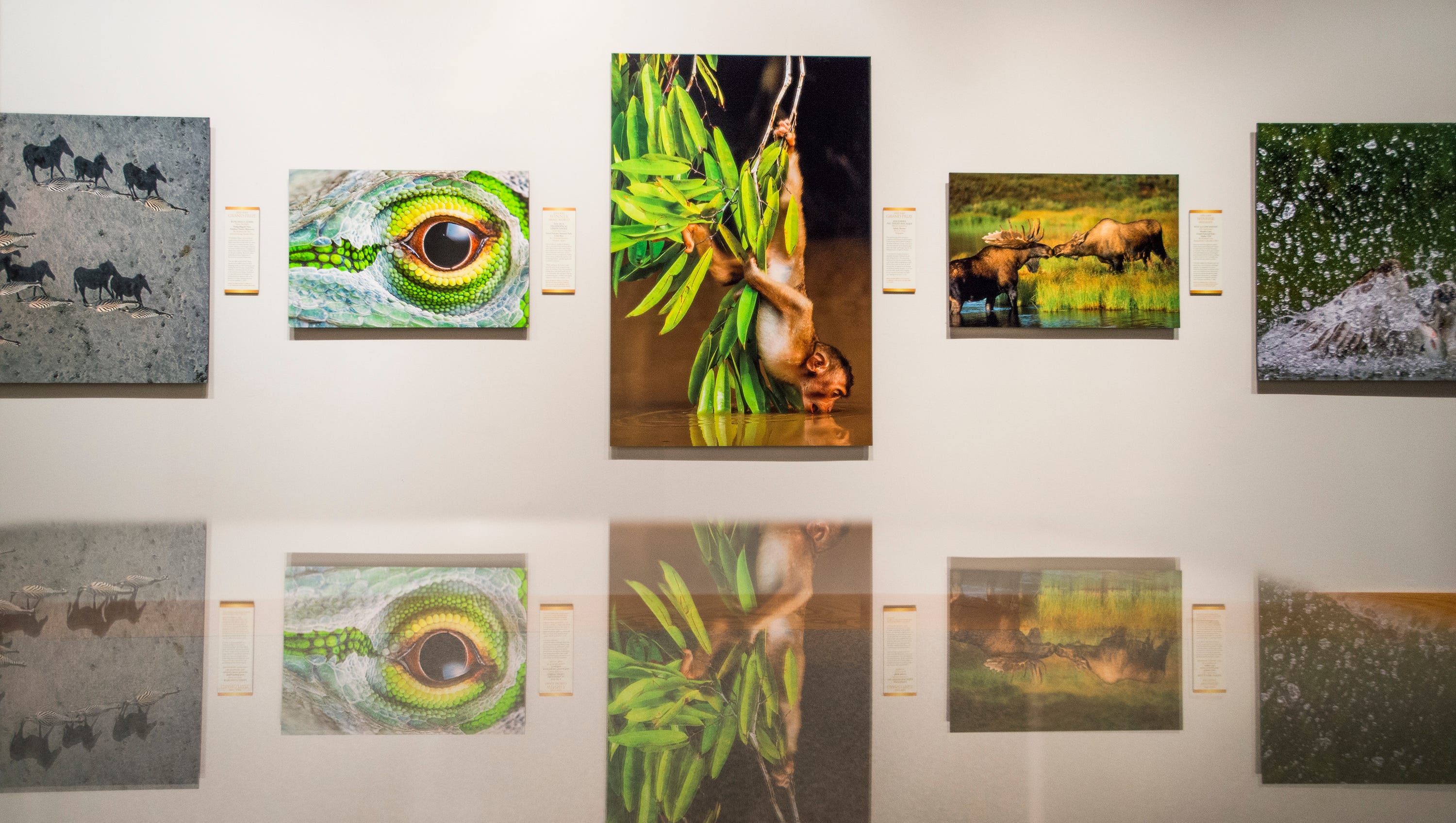 ANIMAL ATTRACTION: Smithsonian photo exhibit comes to town ANIMAL ATTRACTION: Smithsonian photo exhibit comes to town