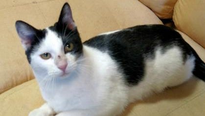 Mustang is a black and white domestic short-hair mix
